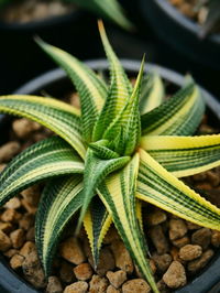 Close-up of green leaves