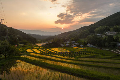 Scenic view of rice paddy against sky during sunset