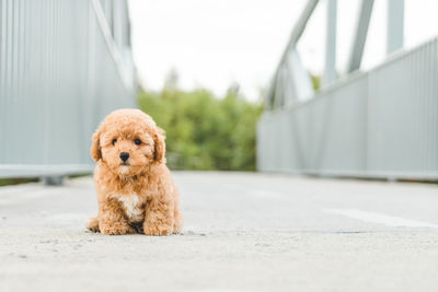 Portrait of puppy on road