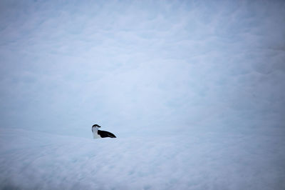 A lonely little chinstrap penguin sitting on a iceberg, charlotte's bay, antarctica