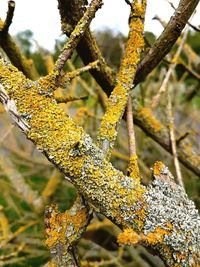 Close-up of lizard on tree