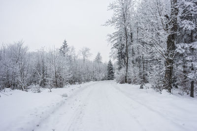 Snow covered land amidst trees against sky