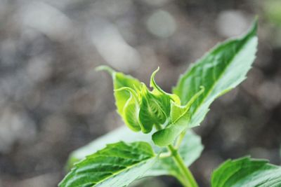 Close-up of plant