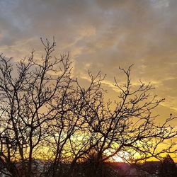 Low angle view of bare trees against sky at sunset