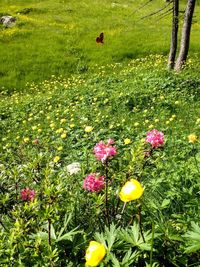 View of flowering plants in field