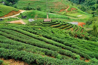 High angle view of terraced field