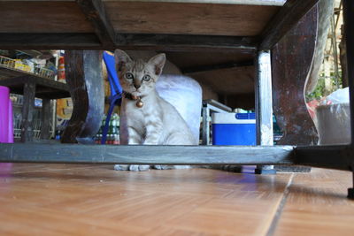 Portrait of cat on wooden table