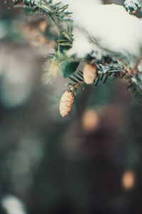 Close-up of berries growing on tree