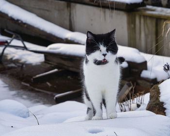 Cat in a snow