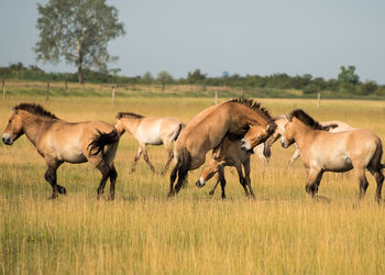 Horses playing on field against clear sky