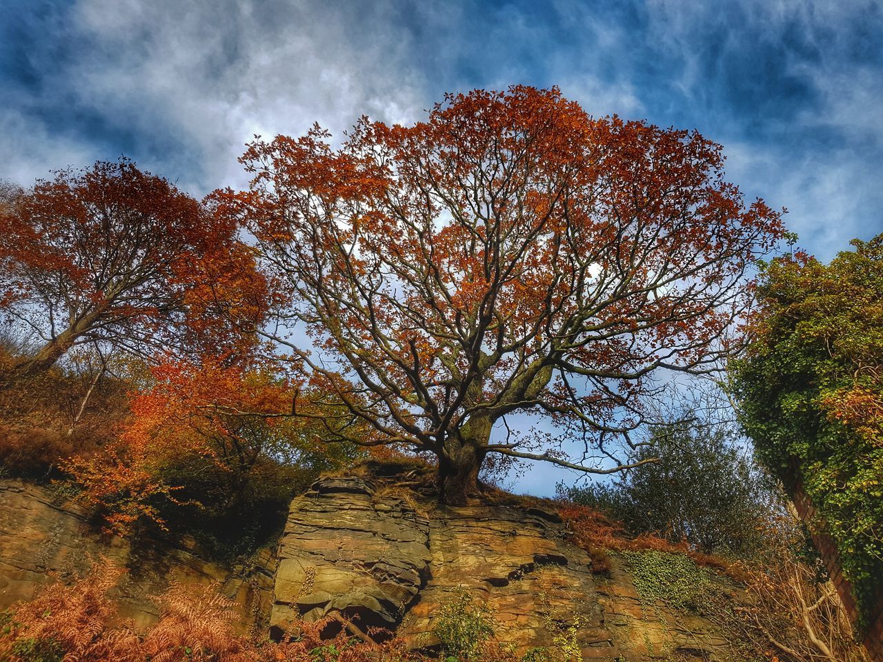 TREES IN AUTUMN AGAINST SKY