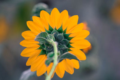 Close-up of orange flower against blurred background