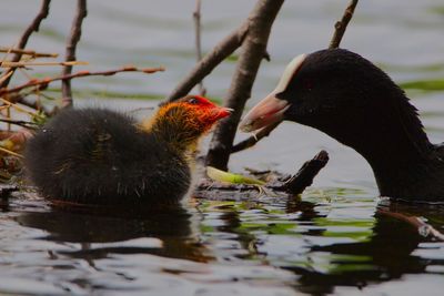 Duck feeding youngster 