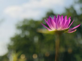 Close-up of pink water lily