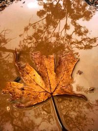 Close-up of autumn leaves