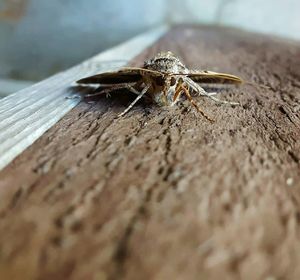 Close-up of insect on leaf