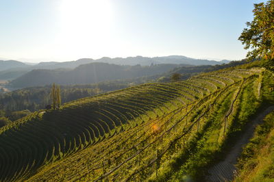 Scenic view of agricultural field against sky / styrian toskana 