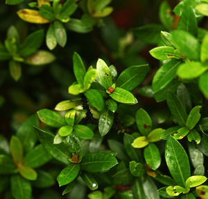 Close-up of green insect on plant