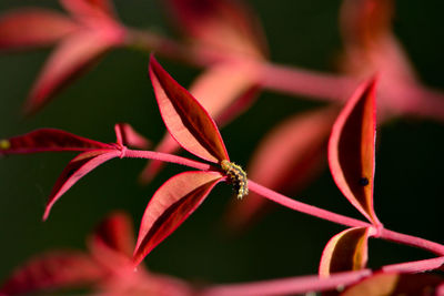 Close-up of red flowering plant