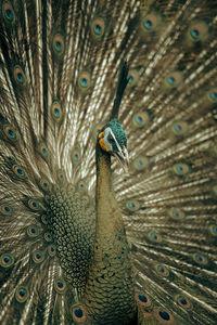 Close-up of peacock