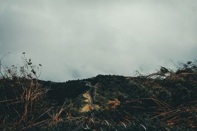 Plants growing on land against sky