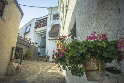 View of plants in front of building