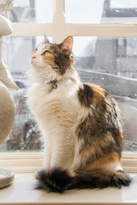 Cat looking through window