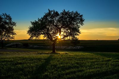 Trees growing on field against sky during sunset