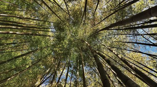 Low angle view of bamboo trees in forest