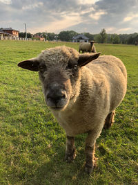 Portrait of sheep standing in field