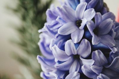 Close-up of purple flowers blooming outdoors