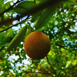 Close-up of apple growing on tree