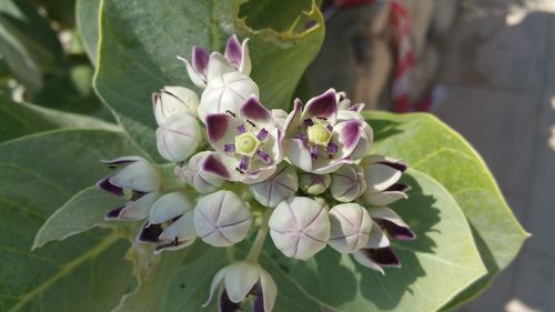 Close-up of pink flowering plant