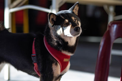 Close-up of dogs