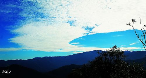 Close-up of silhouette trees against blue sky
