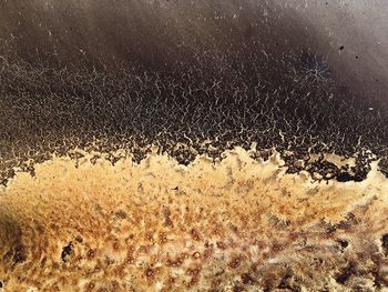 Full frame shot of starfish on sand