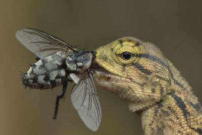 Reptile eat flies