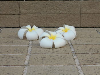 Close-up of white flowers