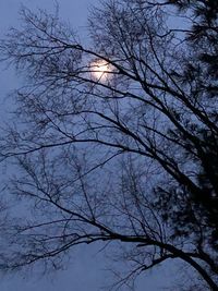 Low angle view of silhouette bare tree against sky
