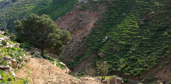 High angle view of trees growing on land