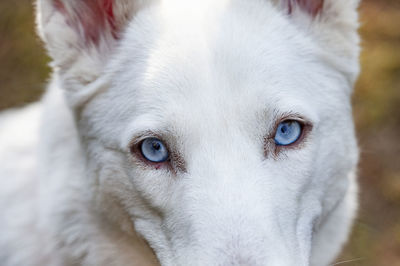 White swiss shepard with light blue eyes