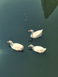 High angle view of swans swimming in lake