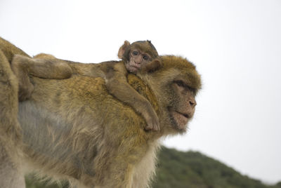 Baby barbary macaque of gibraltar riding on back of its mother