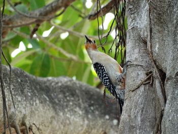 Bird perching on tree trunk