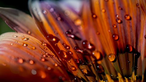 Close-up of wet yellow leaf