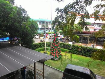 Trees in city