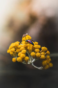 Close-up of insect on flower