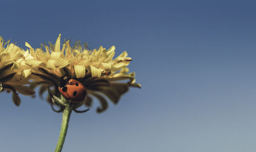 Ladybird on a sunny yellow daisy flower low angle view, blue background