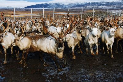Reindeers standing on field