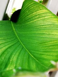 Close-up of green leaves